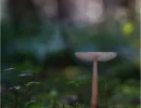 herbstzauber