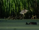 dsc00655