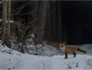 fox trail