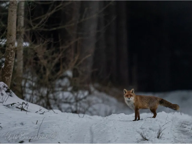 fox trail